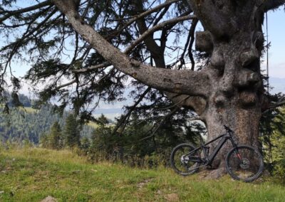 Bulls Sonic Evo AM3 vor Baum