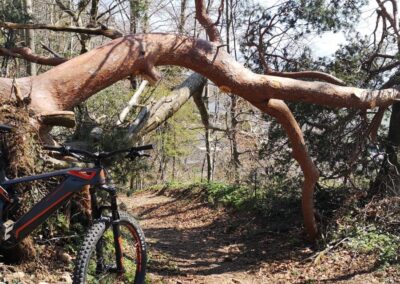 E Bike vor Baum