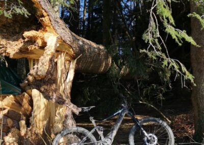 Bulls E Bike MTB bei Sturmholz
